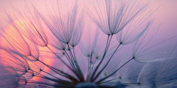 Close-up of dandelion seeds at sunset.