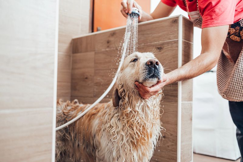 Man is washing his golden retriever dog using a shower head
