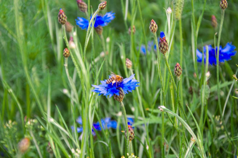 Vibrant blue cornflowers bloom in a green meadow as bees buzz around, enjoying the warm summer sun and abundant nectar.