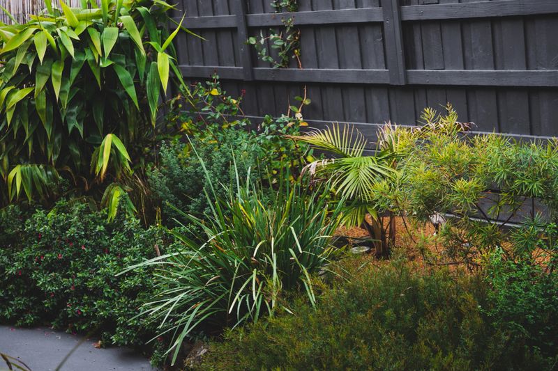 lush and vibrant backyard garden featuring australian native plants, palm trees, bamboo and flax in a natural setting