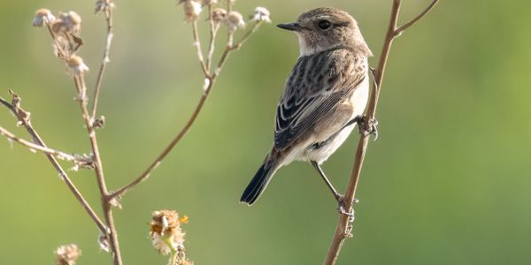 Small brown bird perched on a dry plant against a green background.