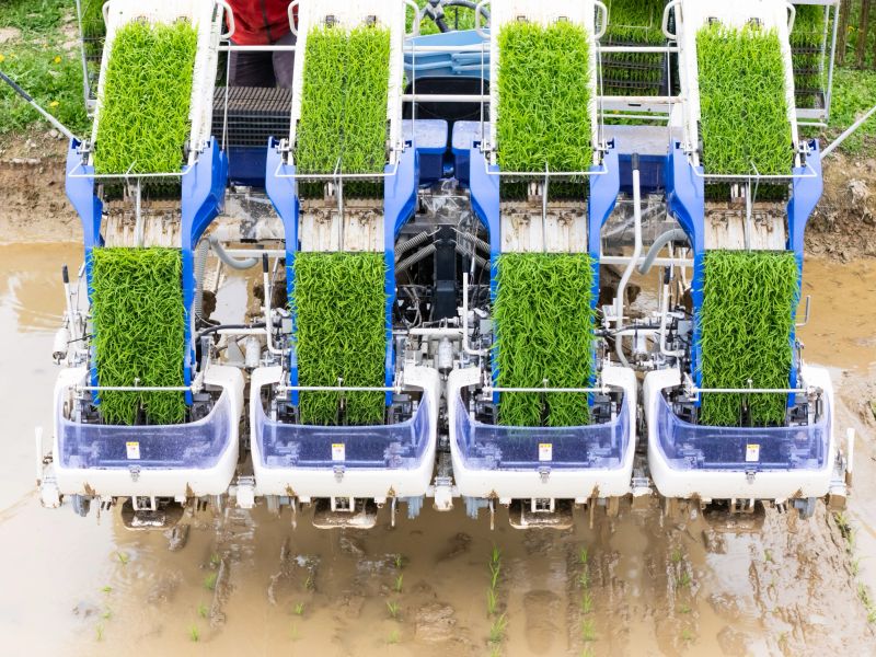 A high, tight, rear view of a rice seedling planting tractor in action on a rice paddy.