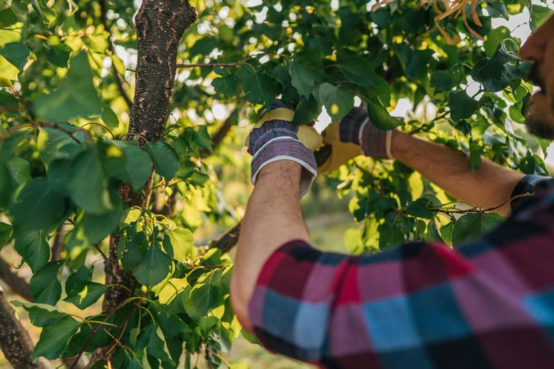 Gardener wearing gloves is pruning the branches of a fruit tree in an orchard, ensuring its healthy growth and maximizing fruit production
