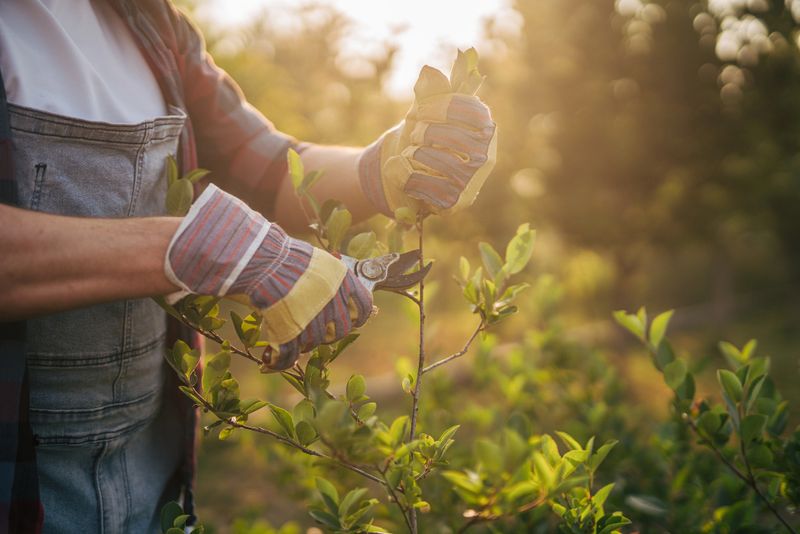 Close-up view of a gardener wearing gloves, carefully pruning a blueberry bush with pruning shears during a tranquil sunset, surrounded by the beauty of a peaceful garden