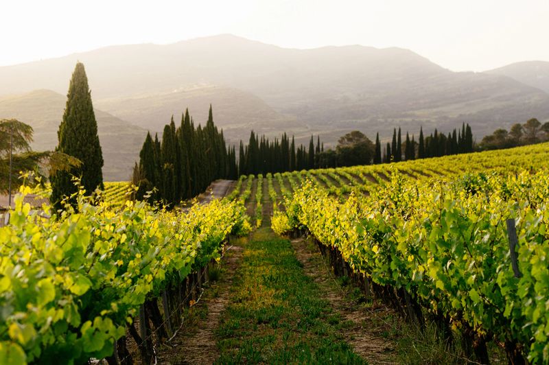 A vineyard plantation for winemaking in a beautiful landscape, at sunset