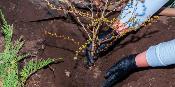 Person planting a small tree in soil wearing gloves.