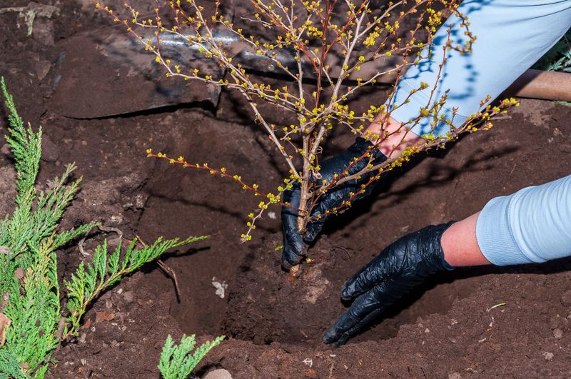 Hands in black gloves plant a small shrub into fresh soil, next to a green juniper bush during a sunny day in spring, symbolizing new life.