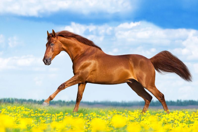 Red  horse run fast in spring green  pasture with yellow flowers