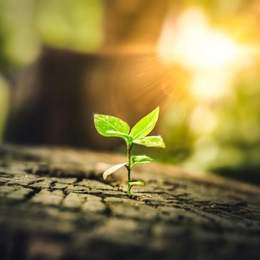 A small green plant sprouting from cracked soil under bright sunlight.