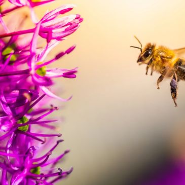 A bee flies near vibrant purple flowers in bright sunlight.  Climate action helps our environment.