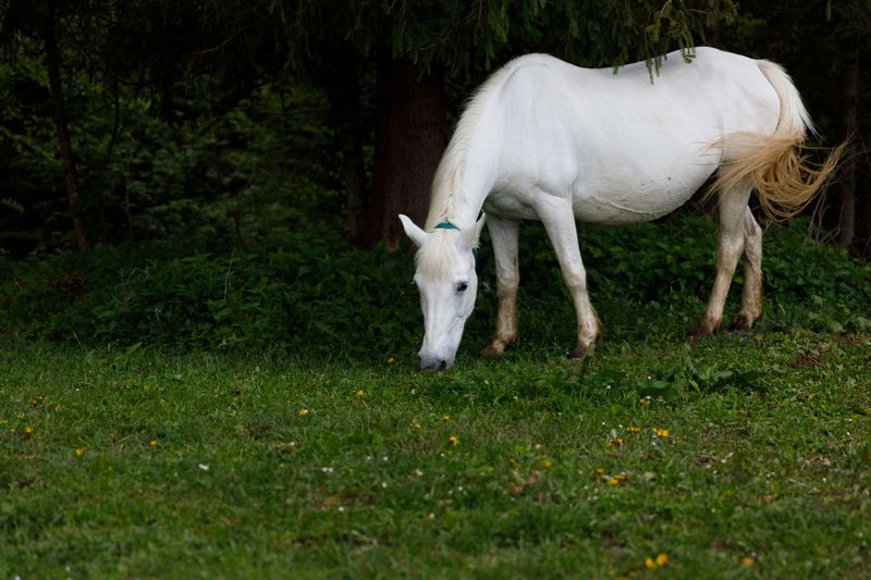 This image captures a beautiful white horse peacefully grazing on vibrant green grass, surrounded by lush foliage and tall trees, embodying tranquility in nature.