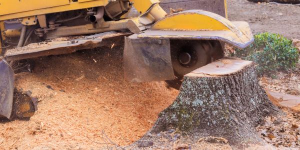 Tree stump and wood chips from stump grinding.