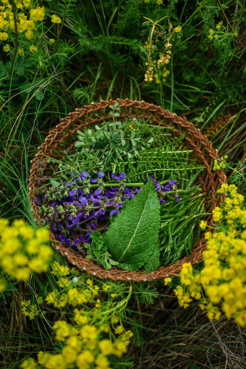 Basket of fresh herbs, Veneto