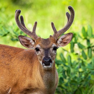 Close-up of a young buck with velvet antlers in a green forest.