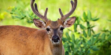 A close-up of a deer with antlers in a green forest.