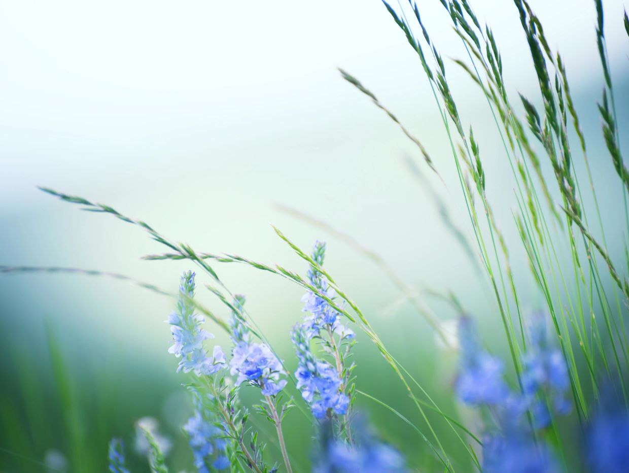 Soft focus on wildflowers and grass in gentle light.