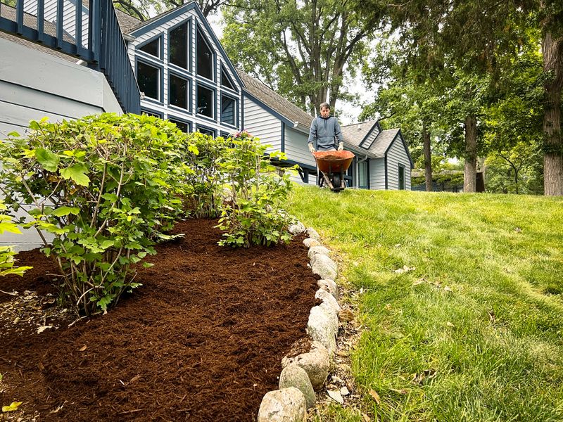 A single middle age man is driving a wheelbarrow full of mulch. He is working on landscaping at his home. He is dressed casually. A beautifully landscaped yard and home are in the background of view.