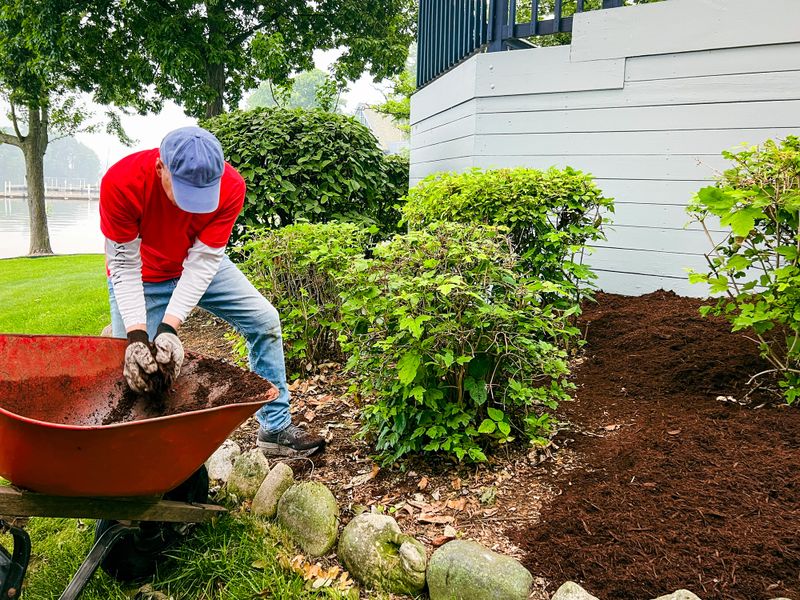 A single mature man unloads mulch from a wheelbarrow in his back yard. He is dressed casually in yard work gear. A beautifully landscaped yard and home are in the background of view.