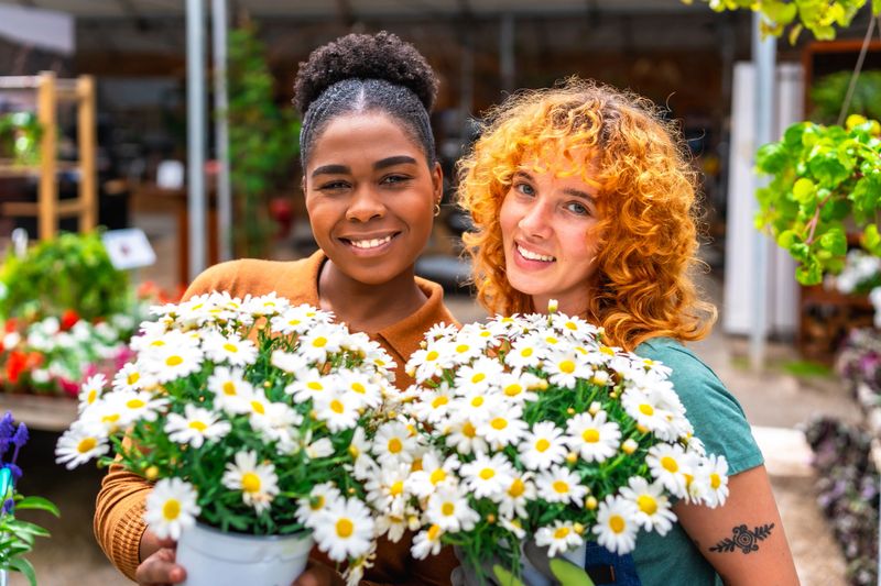 Two happy young women florists holding pots of daisies smiling at camera in a greenhouse or garden center