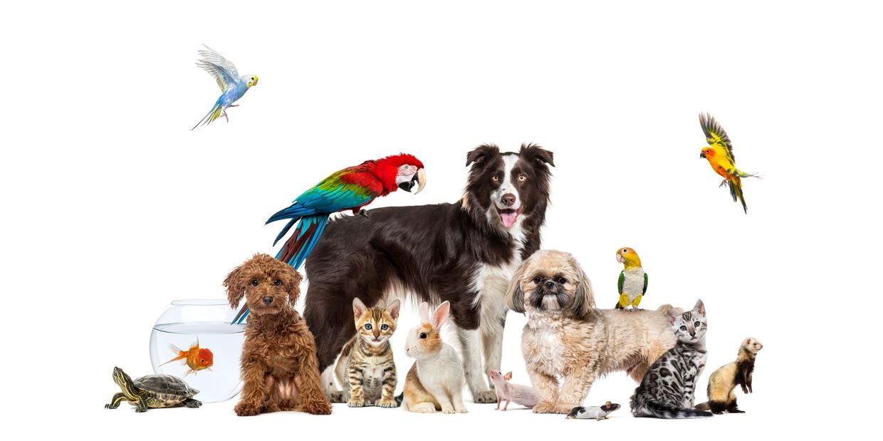 A diverse group of pets including dogs, cats, birds, and small animals posed together.