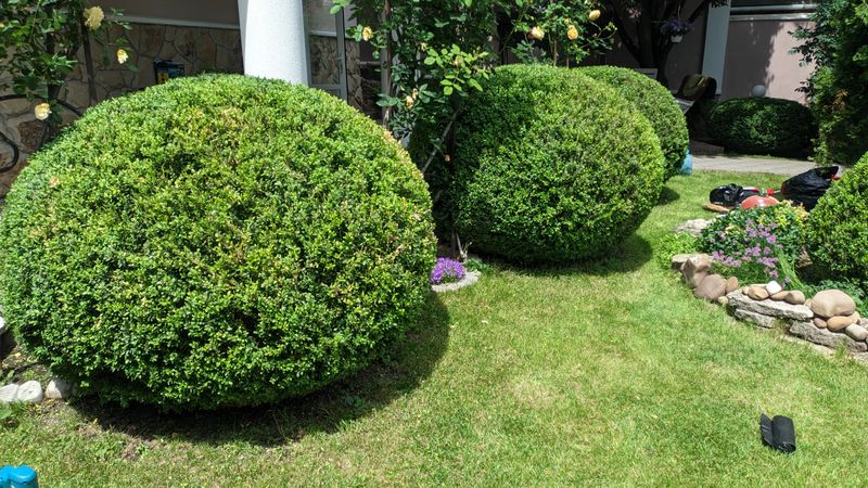 Beautifully manicured and rounded bushes greatly enhance the aesthetic appeal within a vibrant garden setting