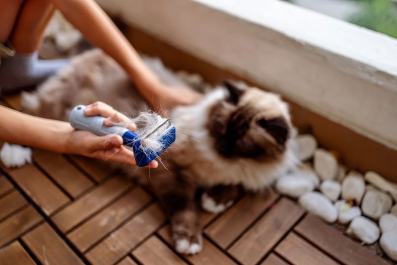 A human hand brushing a long-haired cat outdoors, removing loose fur with a grooming tool on a deck.