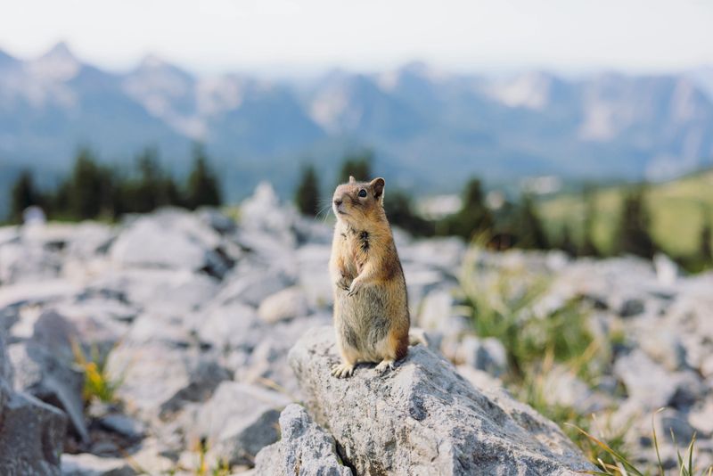 Portrait of cute little squirrel on the summer hill of mt Rainier National park with view of mountain peaks