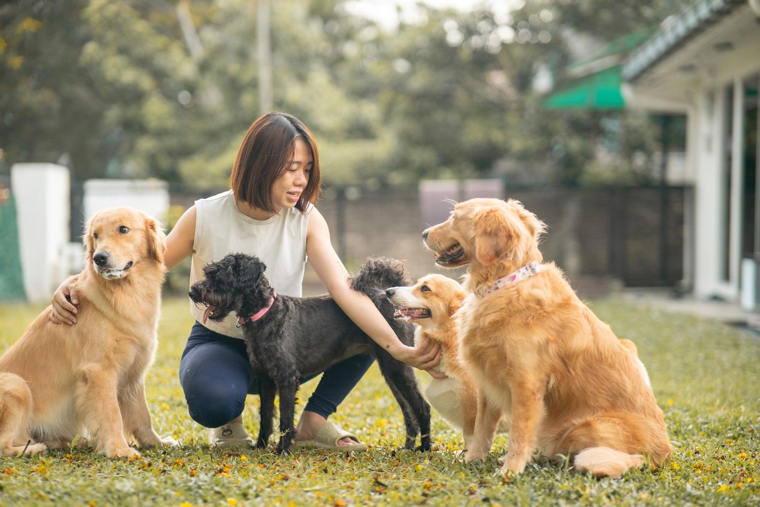 Woman playing with four dogs in a garden.