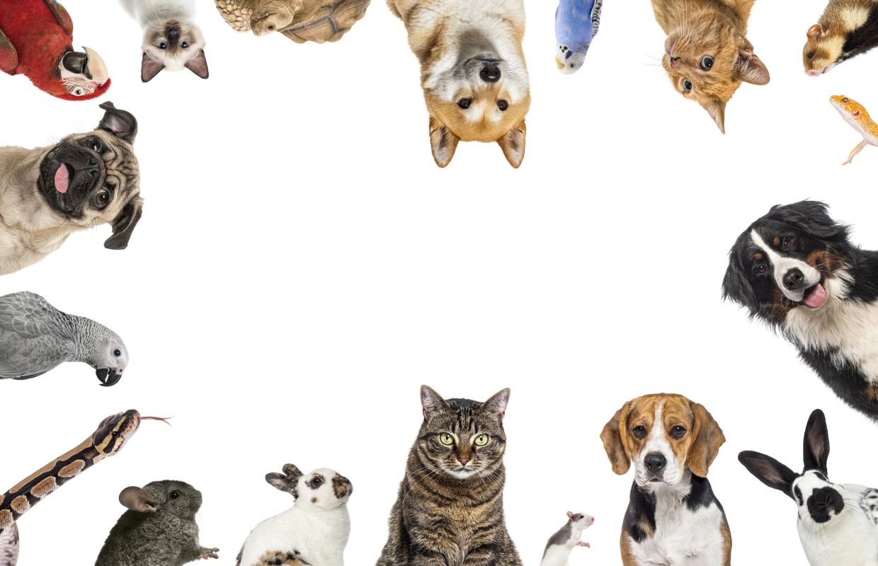 Various pets forming a frame on a white background.
