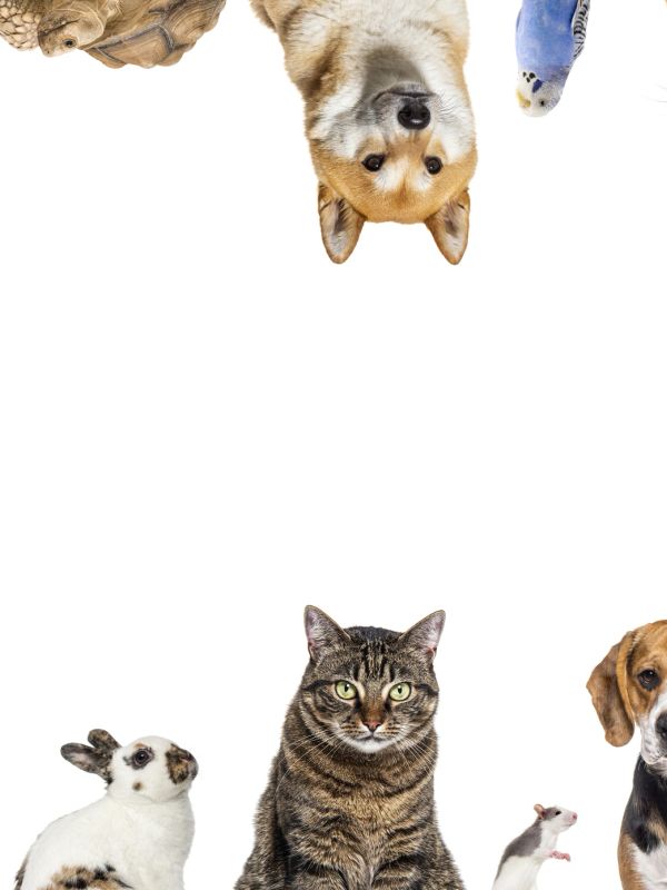 Various pets including a cat, dog, rabbit, rat, bird, tortoise, and Shiba Inu.