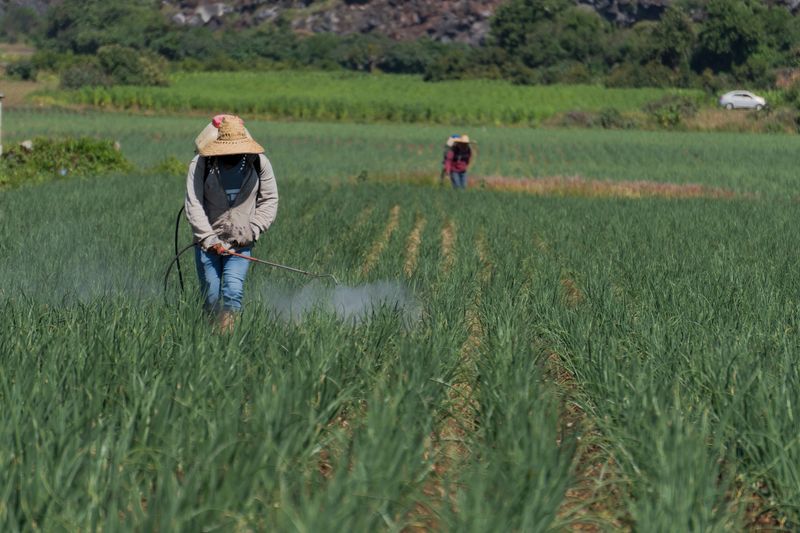 Agricultural laborer spraying fungicide on onion crop in mexico