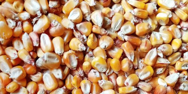 Close-up of yellow corn kernels densely packed together.
