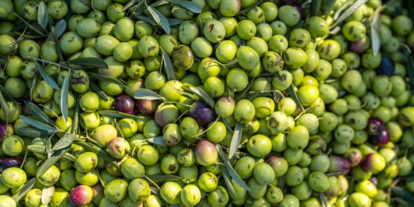 A close-up of fresh green and purple olives with leaves.