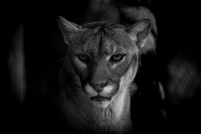 A black and white close-up of a mountain lion's intense gaze.