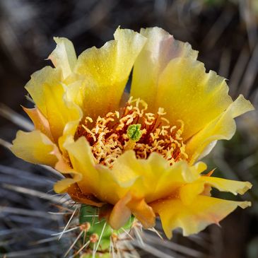 Close-up of a yellow cactus flower in bloom.