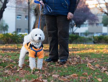 Small white dog in orange jacket on a leash in a park with fallen leaves.