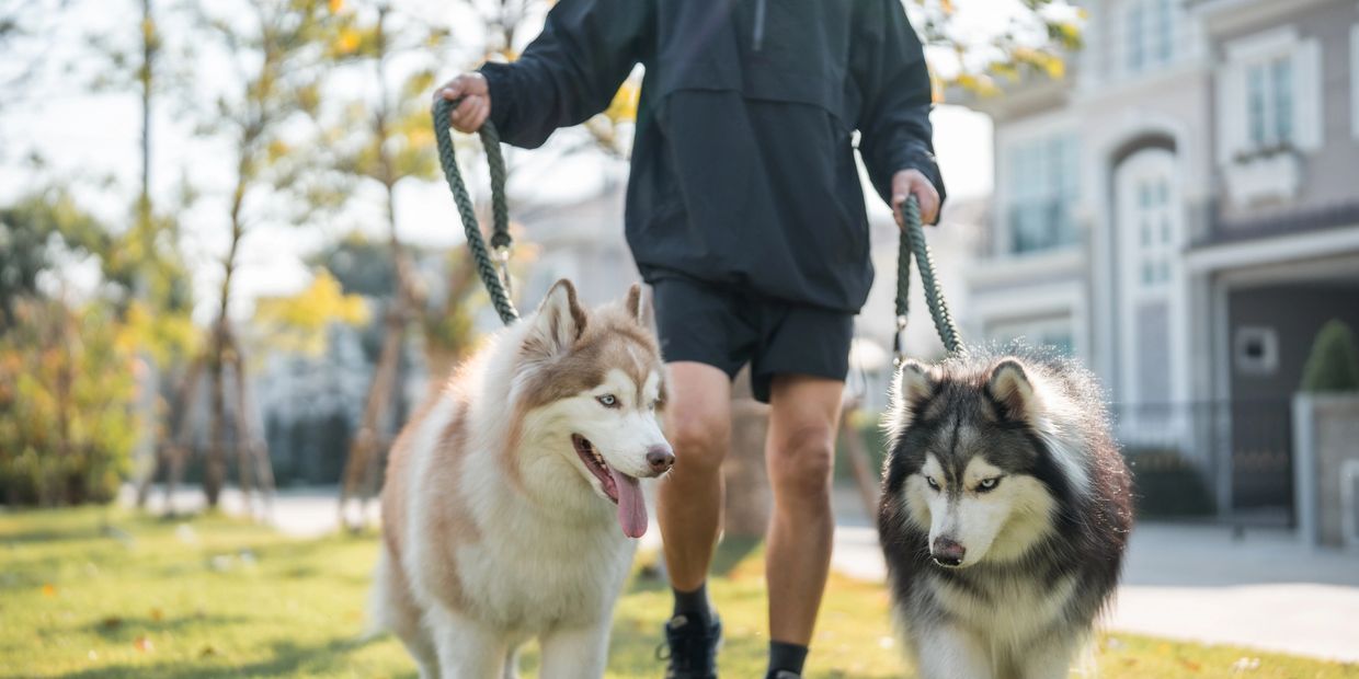 Person walking two fluffy huskies on leashes in a sunny neighborhood.