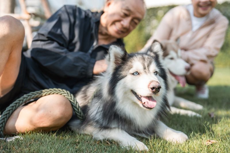 Senior parents relaxing on the grass in a park, smiling as they play with their happy dog, enjoying the simple pleasure of being outdoors and staying active while nurturing not only their physical health but also their mental well-being through connection, laughter, and the calming presence of their furry friend