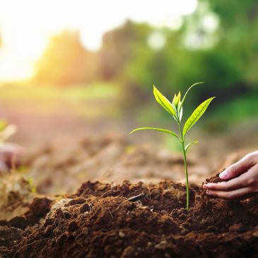 Hand planting a young seedling in soil.