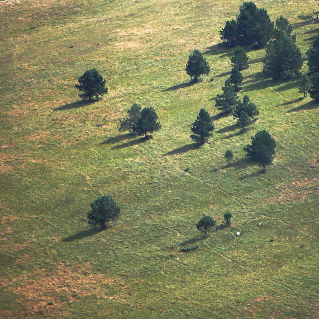Scattered pine trees casting long shadows on a grassy field.