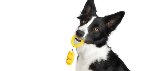 Black and white dog holding a yellow clicker in its mouth.
