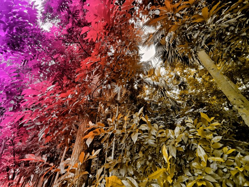 gradient color  foliage showcasing detailed textures of tropical plant leaves, exuding a fresh and natural atmosphere. Perfect for nature, botany,