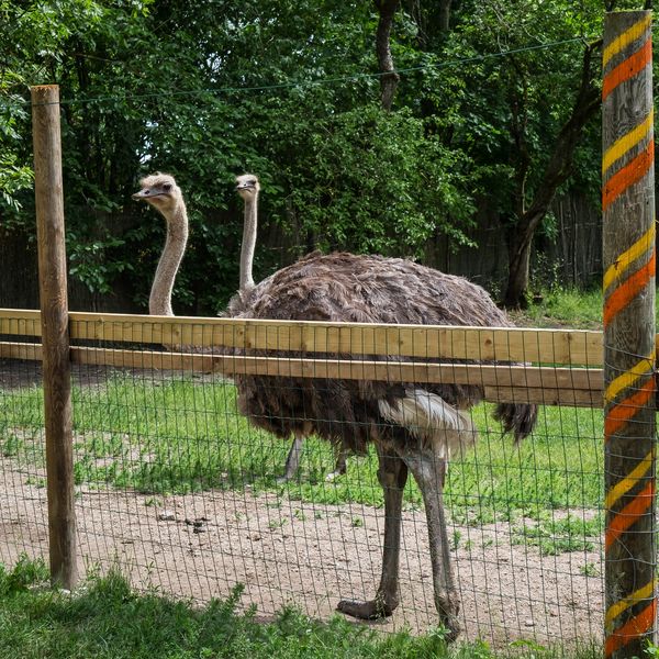 Stock pic.... If you need an ostrich  you let me know. We deliver. Eric  334 468 8672