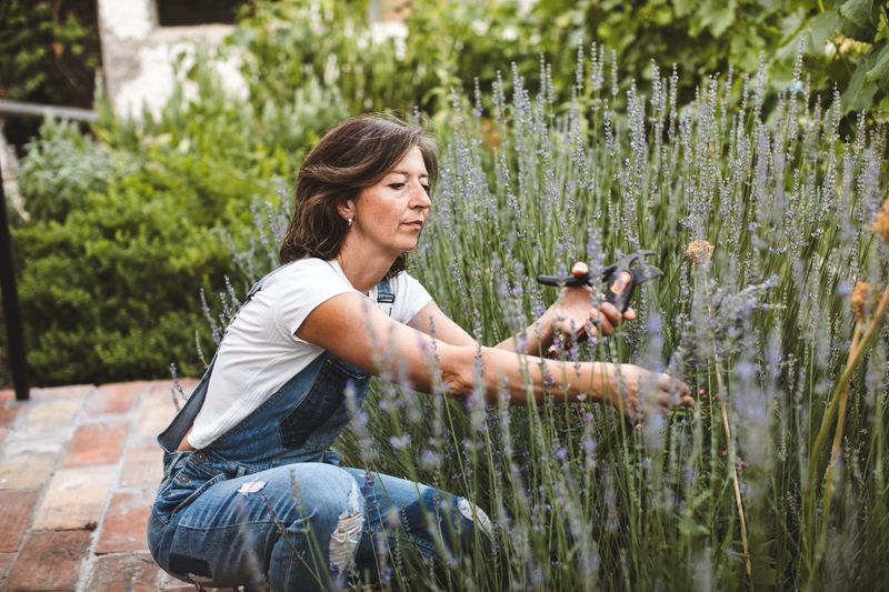 A smiling middle-aged woman working in her self-sustaining biodynamic garden, gently picking fresh lavender among flowering herbs. Concept of slow living, herbal medicine, and organic lifestyle