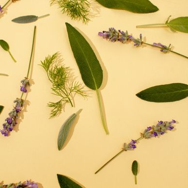 Assorted green leaves and purple lavender flowers on a beige background.