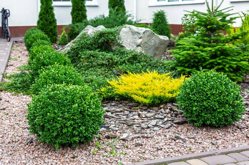 Well-maintained decorative garden featuring round evergreen shrubs, colorful conifers, bark mulch, and ornamental stones near a house.