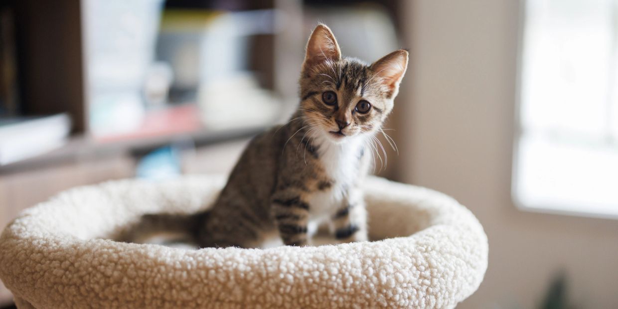 Curious kitten sitting in a cozy cat bed.