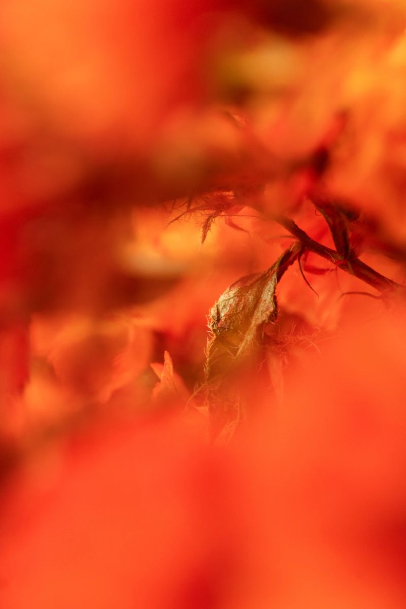 Vertical macro image with vibrant red and orange tones, featuring blurred floral textures and artistic soft focus.