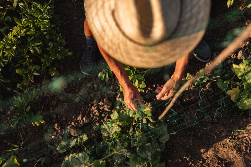 A top-view perspective of a person gardening, cultivating plants, and wearing a straw hat, during a sunny day among leafy green plants in a garden setting.
