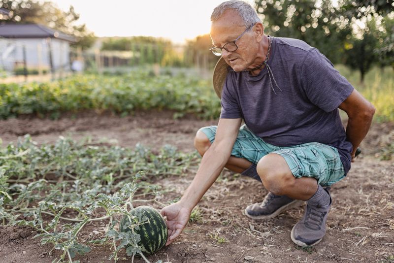 A mature man tending to a watermelon plant in a vibrant garden, showcasing sustainable farming and a connection to nature.